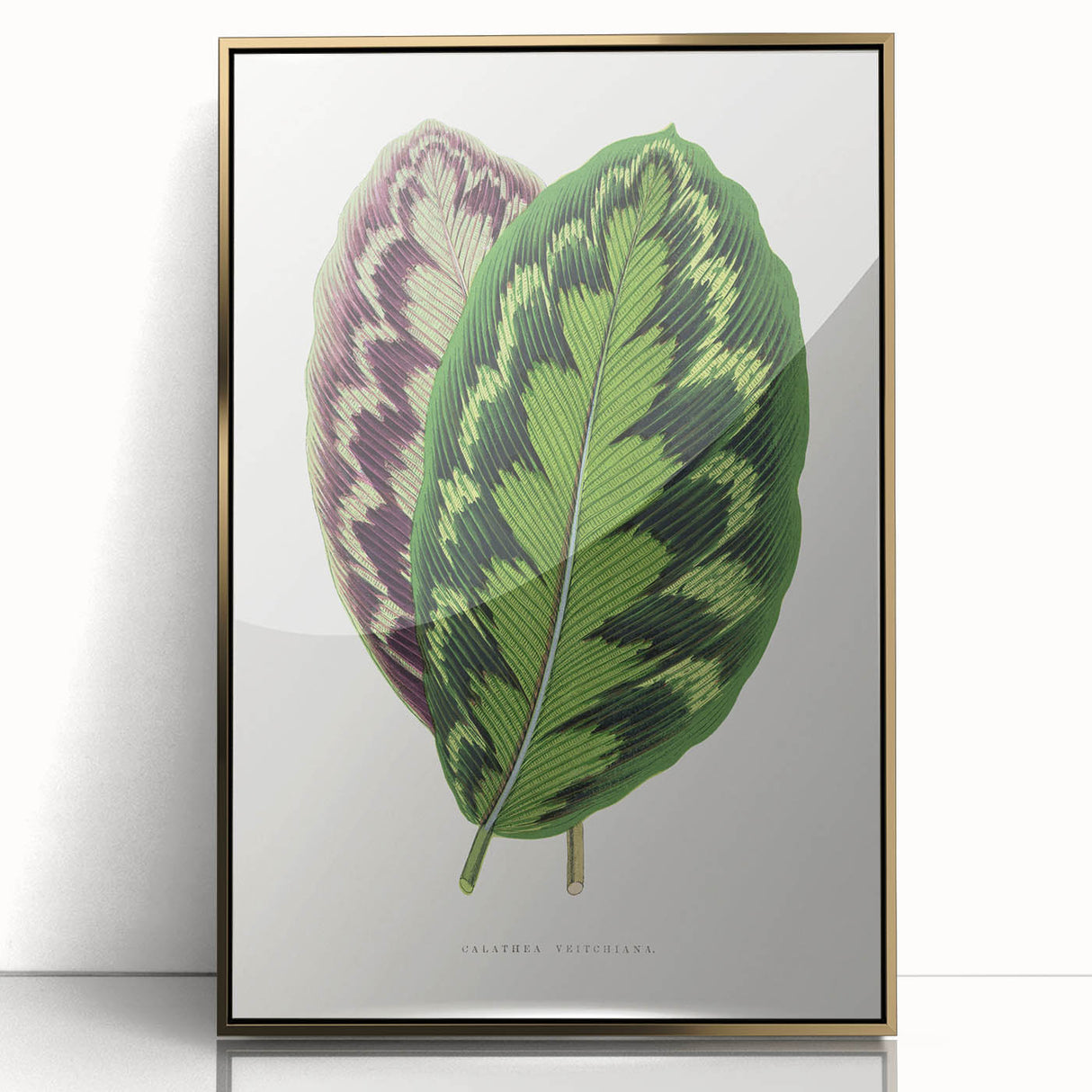 Romanticism Art - Calathea Veitchiana Leaf Illustration Print