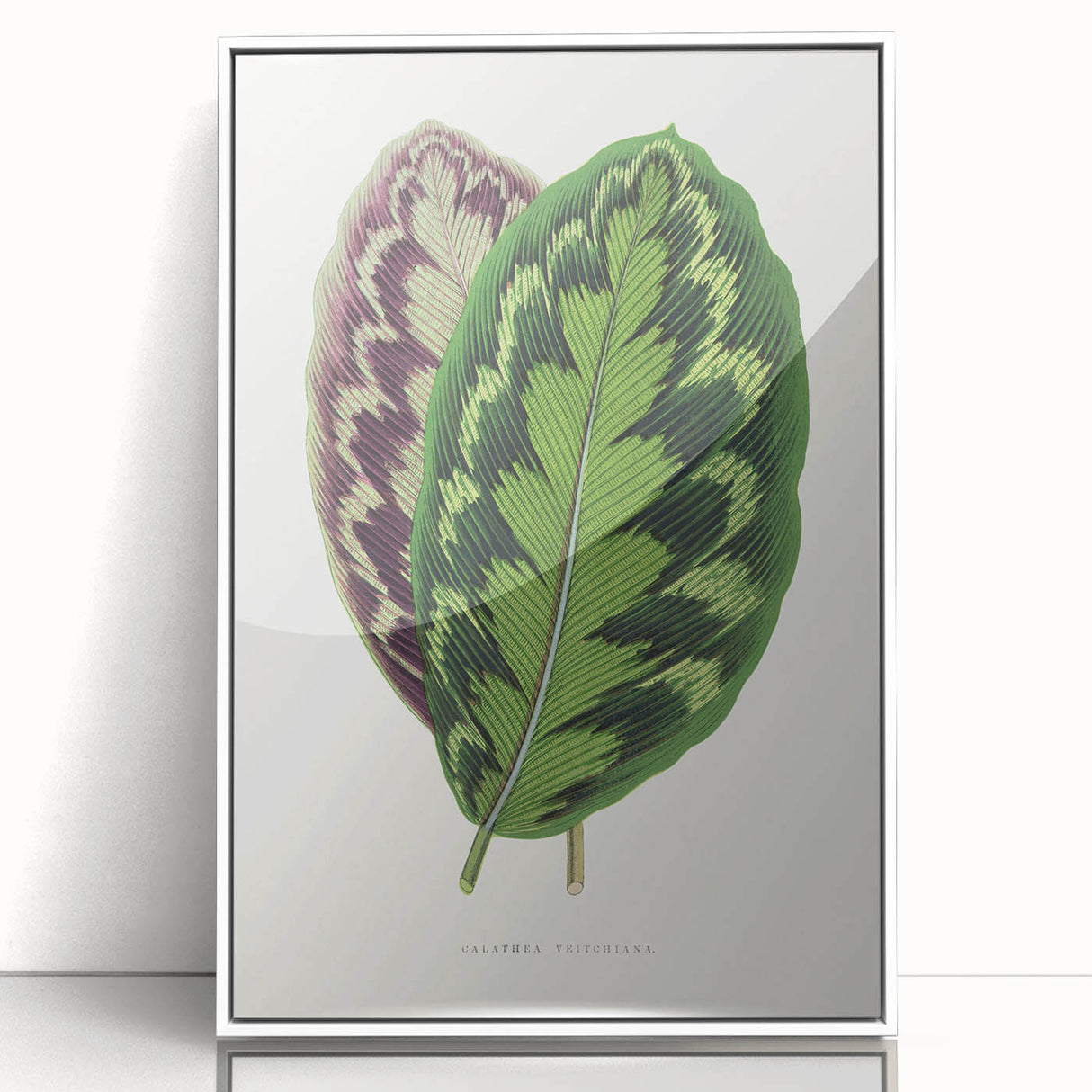 Romanticism Art - Calathea Veitchiana Leaf Illustration Print