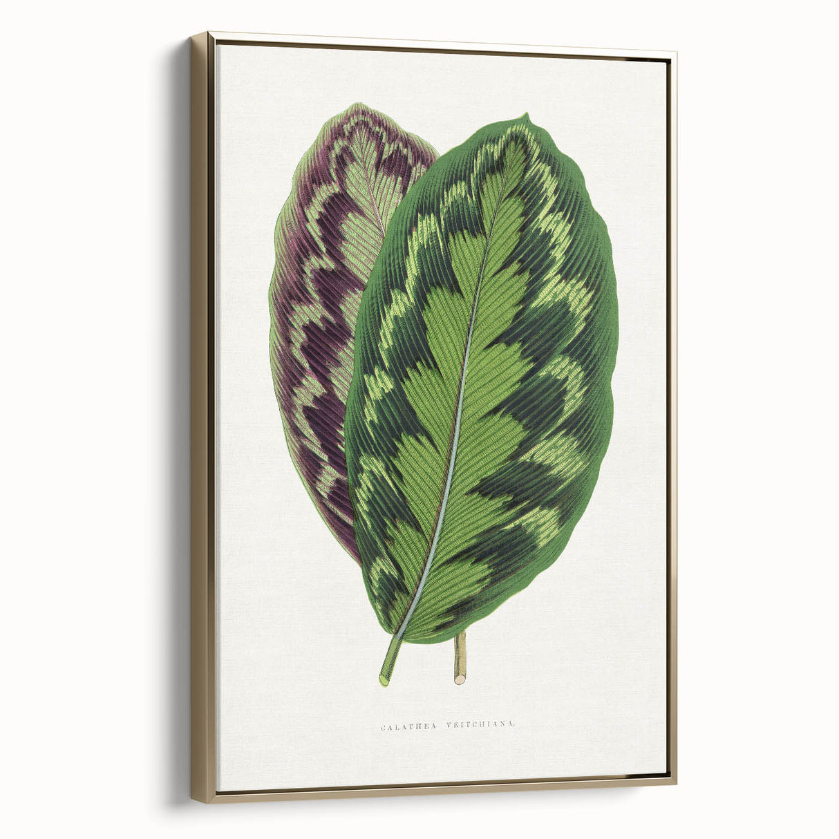 Romanticism Art - Calathea Veitchiana Leaf Illustration Print