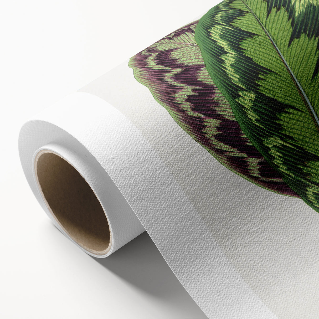 Romanticism Art - Calathea Veitchiana Leaf Illustration Print