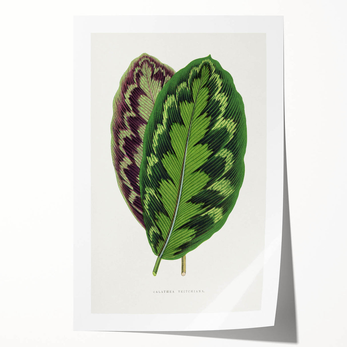 Romanticism Art - Calathea Veitchiana Leaf Illustration Print