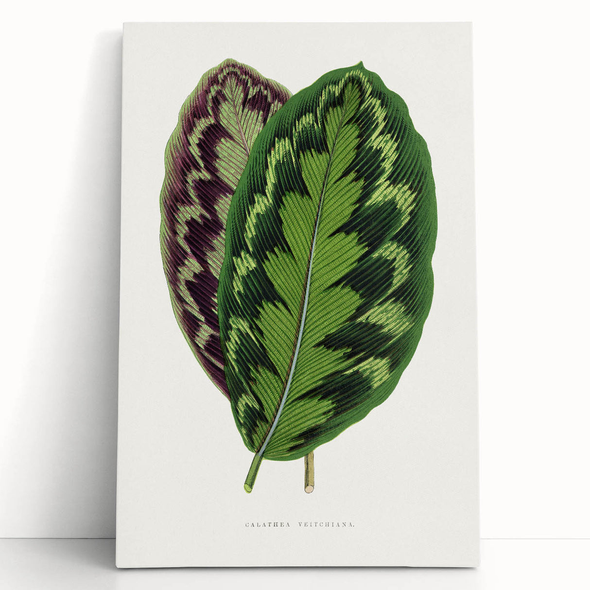 Romanticism Art - Calathea Veitchiana Leaf Illustration Print