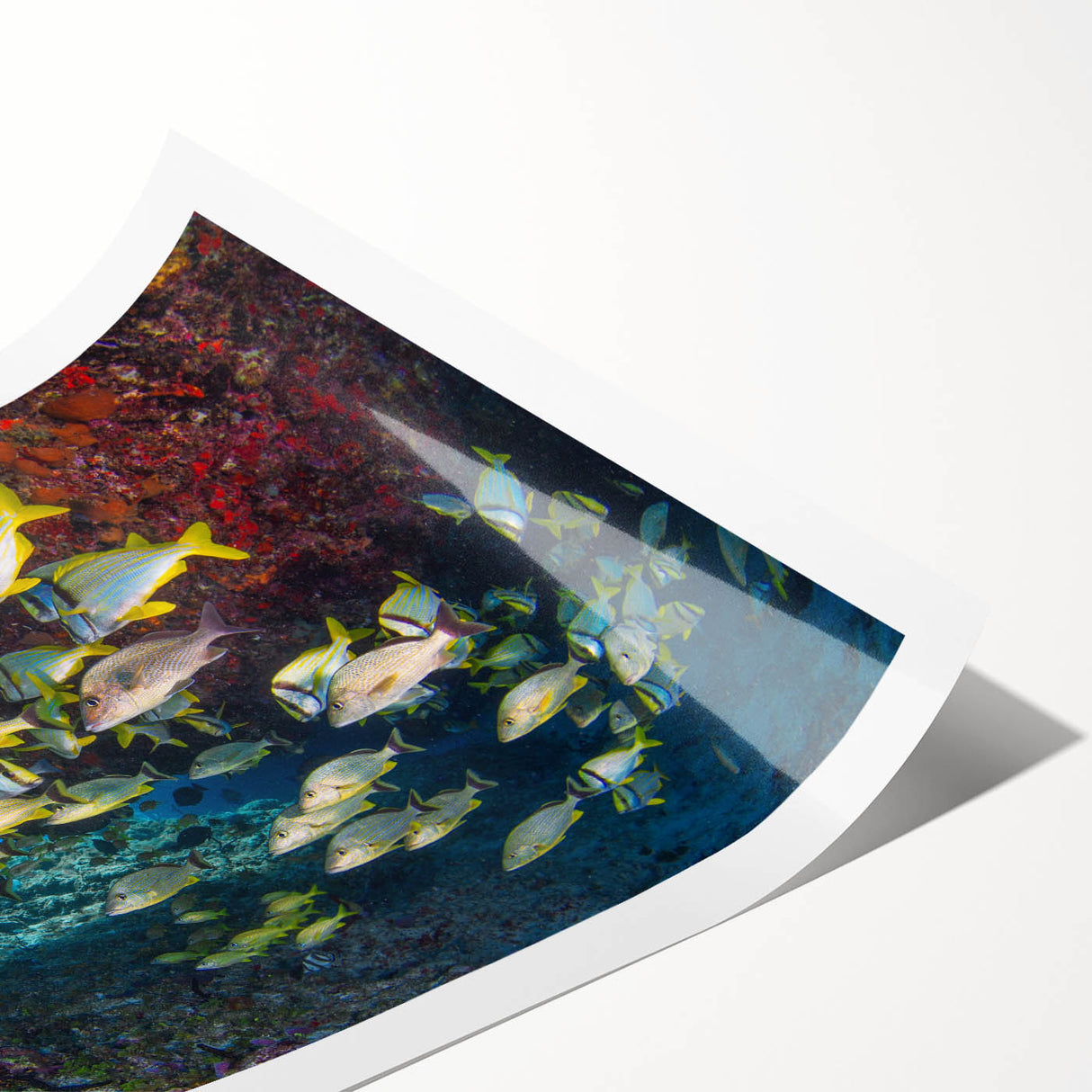 Extra large rolled print of line art flowers in muted earth tones, ideal for large living room wall art.