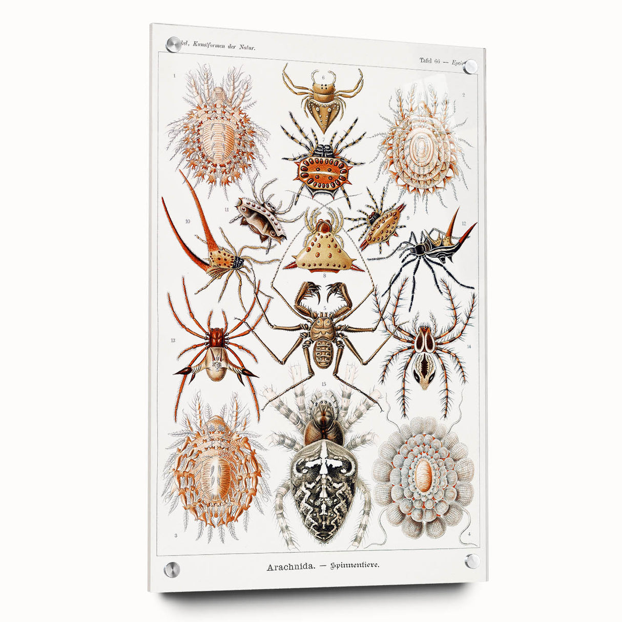 Modern Wall Art: Intricate Arachnid Illustration by Ernst Haeckel