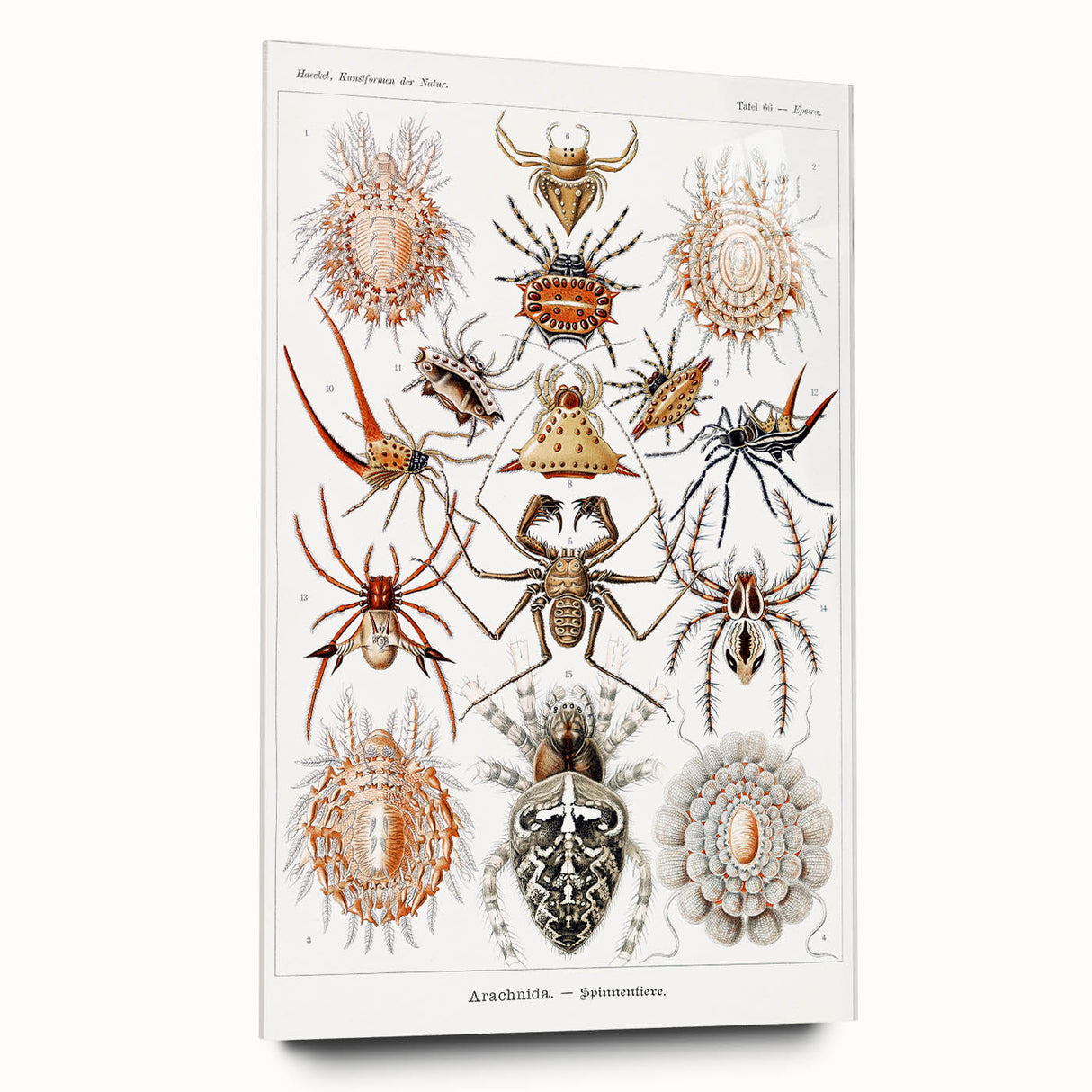 Modern Wall Art: Intricate Arachnid Illustration by Ernst Haeckel