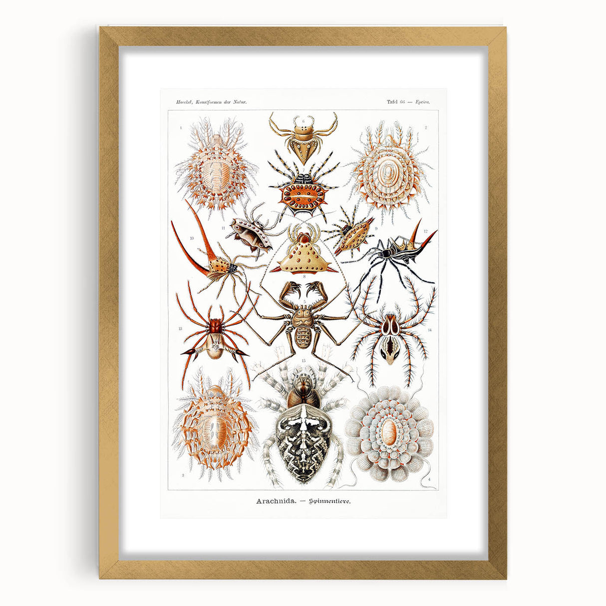 Modern Wall Art: Intricate Arachnid Illustration by Ernst Haeckel