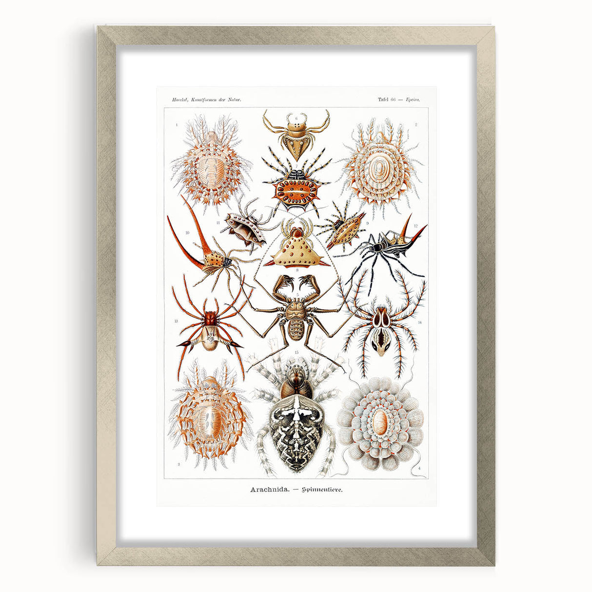 Modern Wall Art: Intricate Arachnid Illustration by Ernst Haeckel