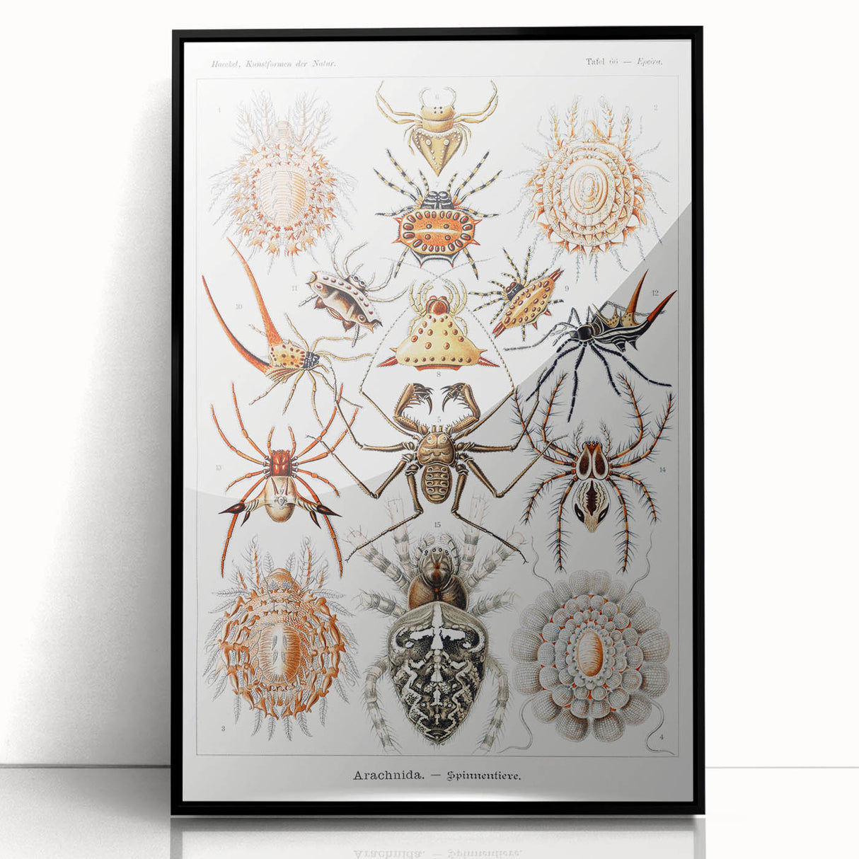 Modern Wall Art: Intricate Arachnid Illustration by Ernst Haeckel