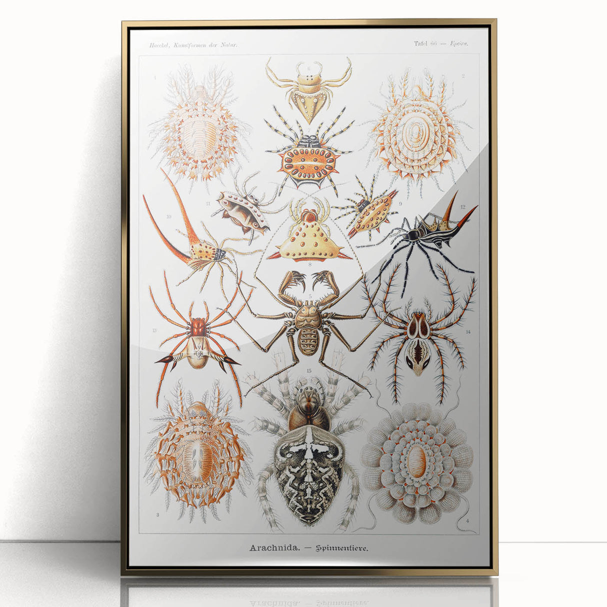 Modern Wall Art: Intricate Arachnid Illustration by Ernst Haeckel