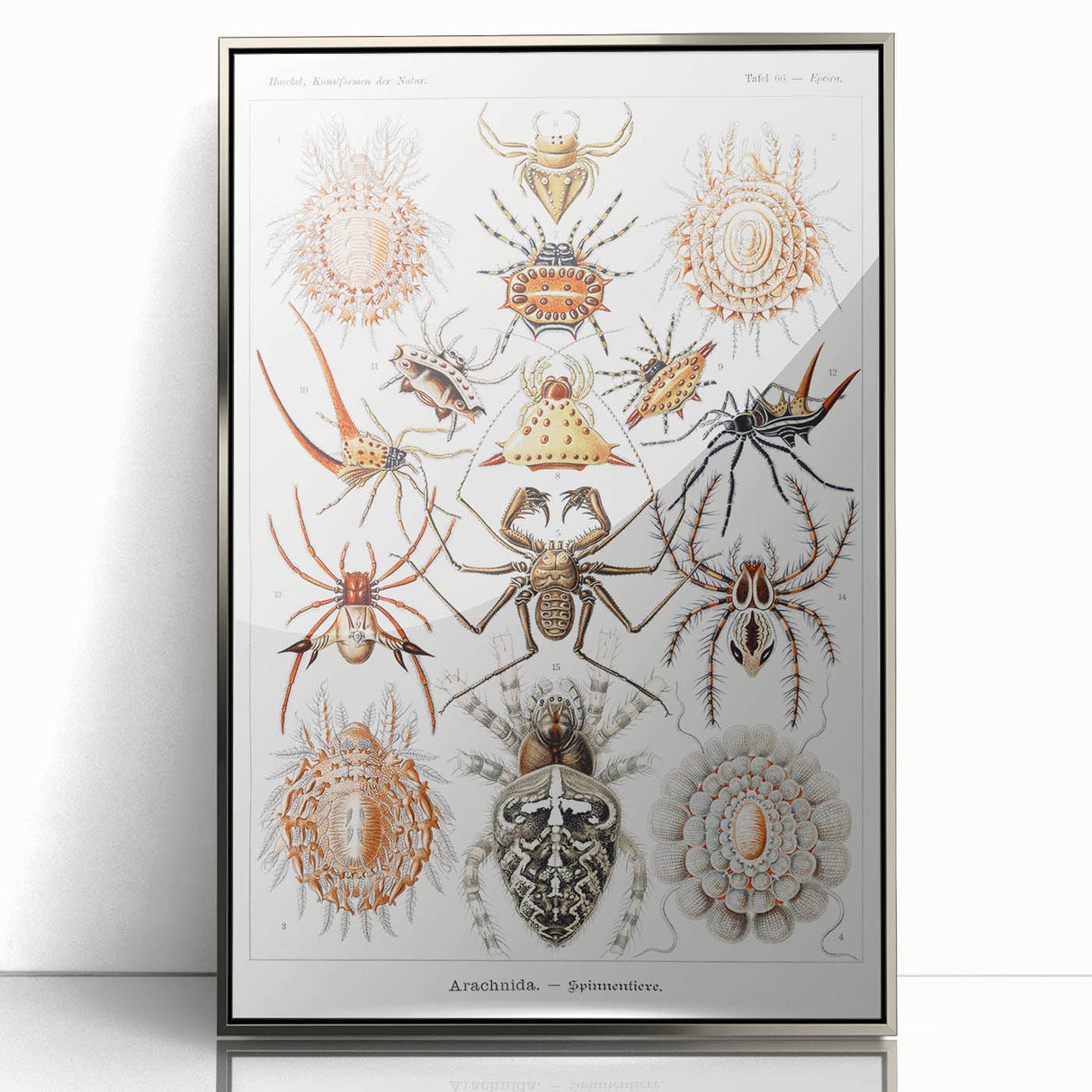 Modern Wall Art: Intricate Arachnid Illustration by Ernst Haeckel