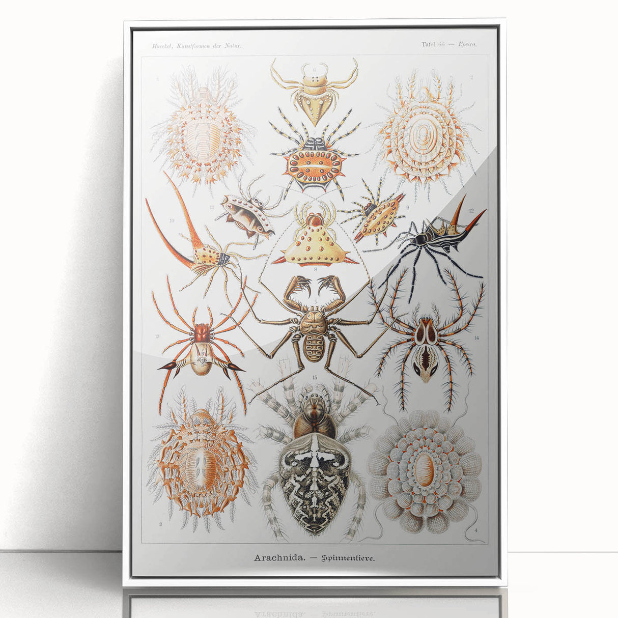 Modern Wall Art: Intricate Arachnid Illustration by Ernst Haeckel