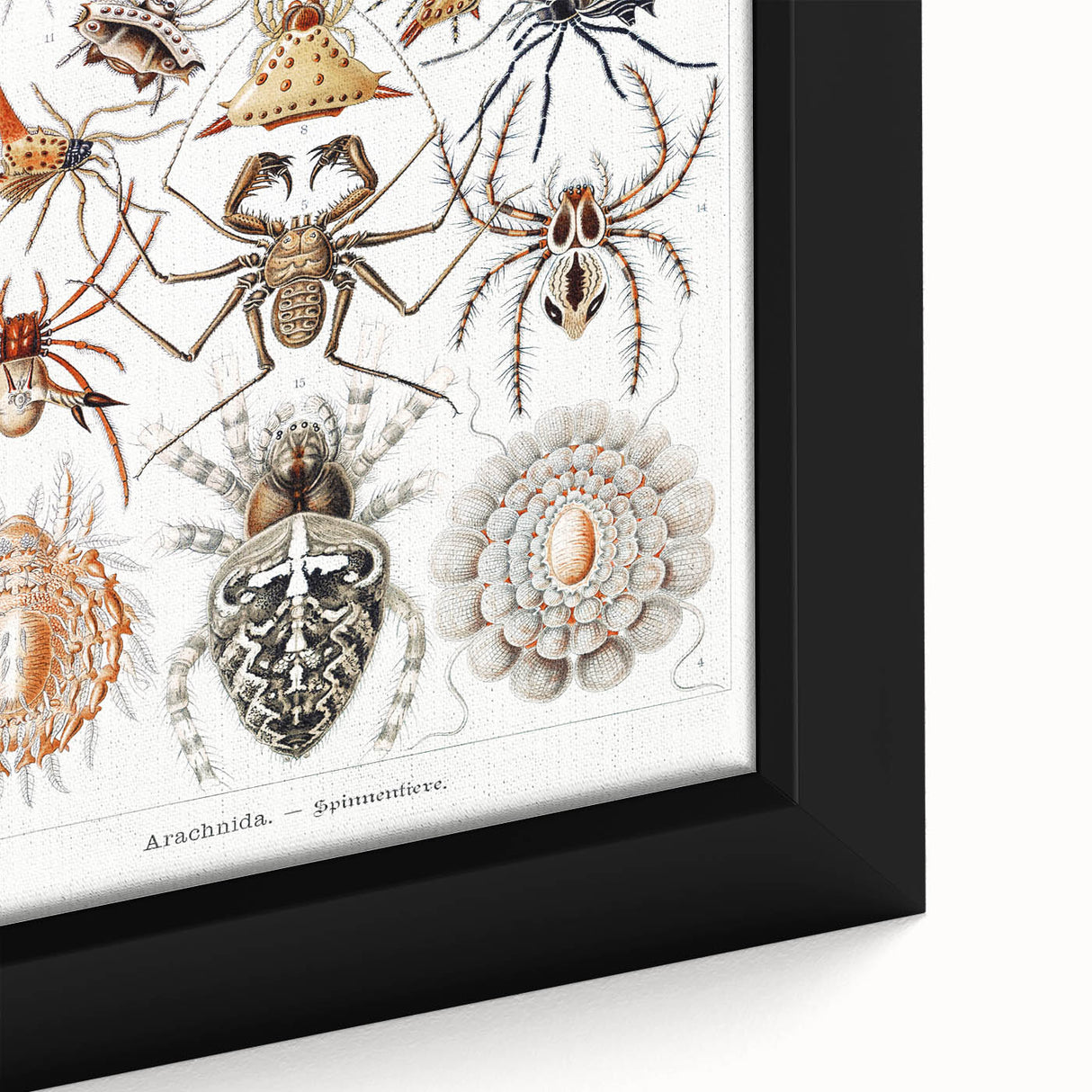 Modern Wall Art: Intricate Arachnid Illustration by Ernst Haeckel