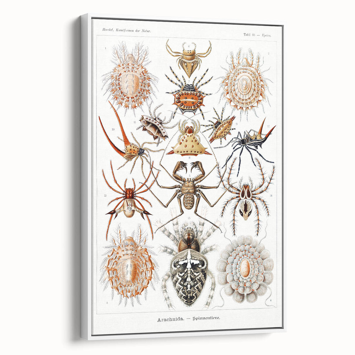Modern Wall Art: Intricate Arachnid Illustration by Ernst Haeckel