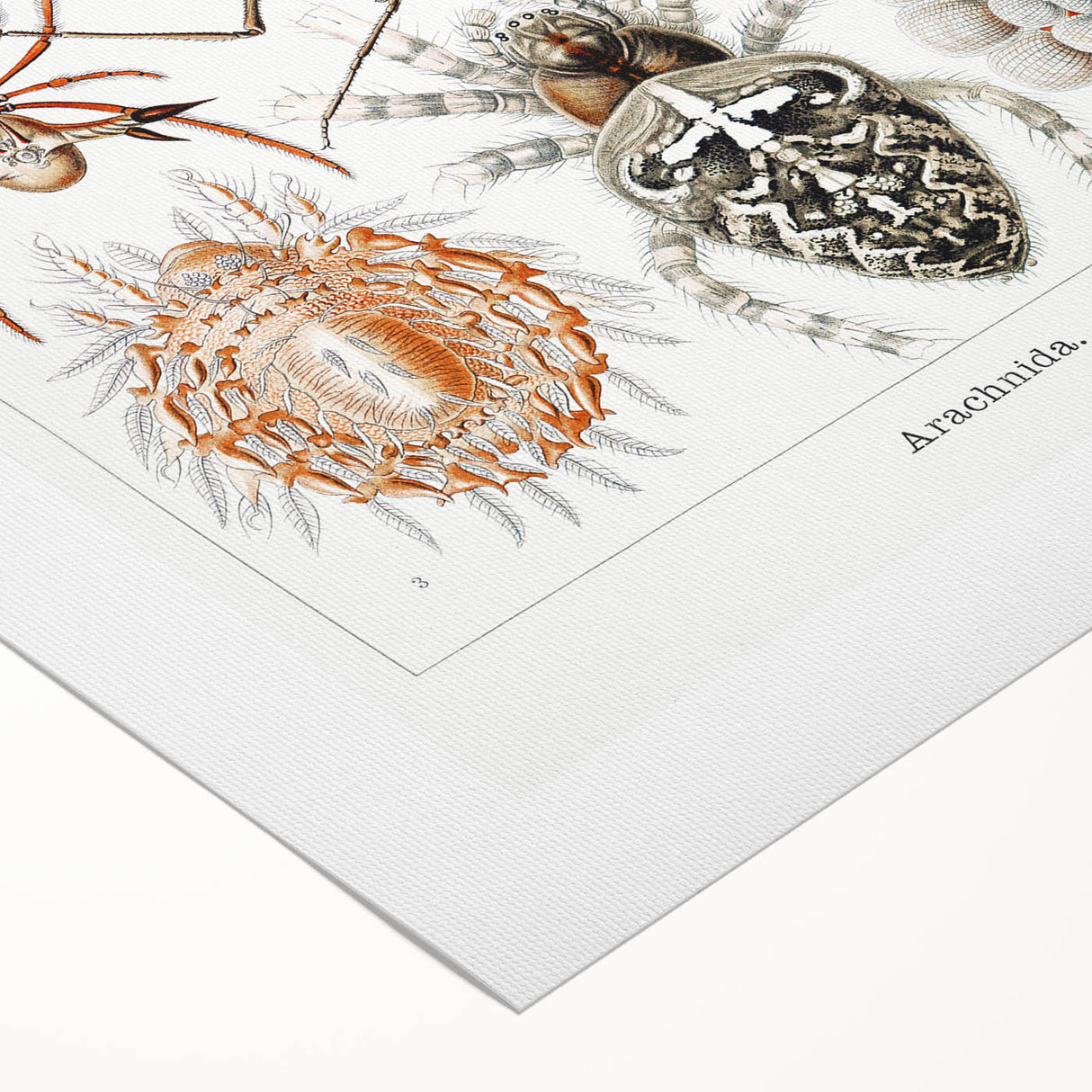 Modern Wall Art: Intricate Arachnid Illustration by Ernst Haeckel