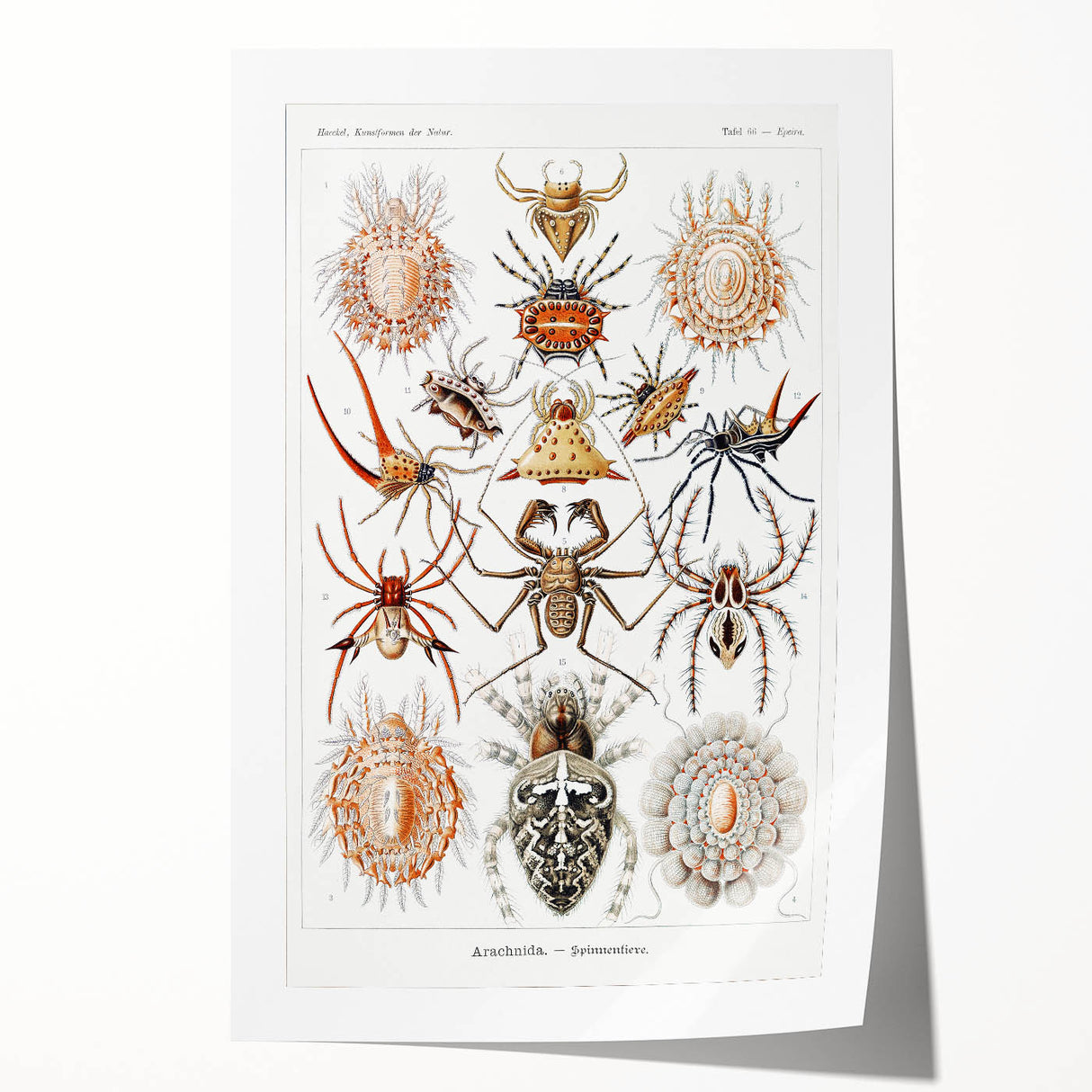 Modern Wall Art: Intricate Arachnid Illustration by Ernst Haeckel