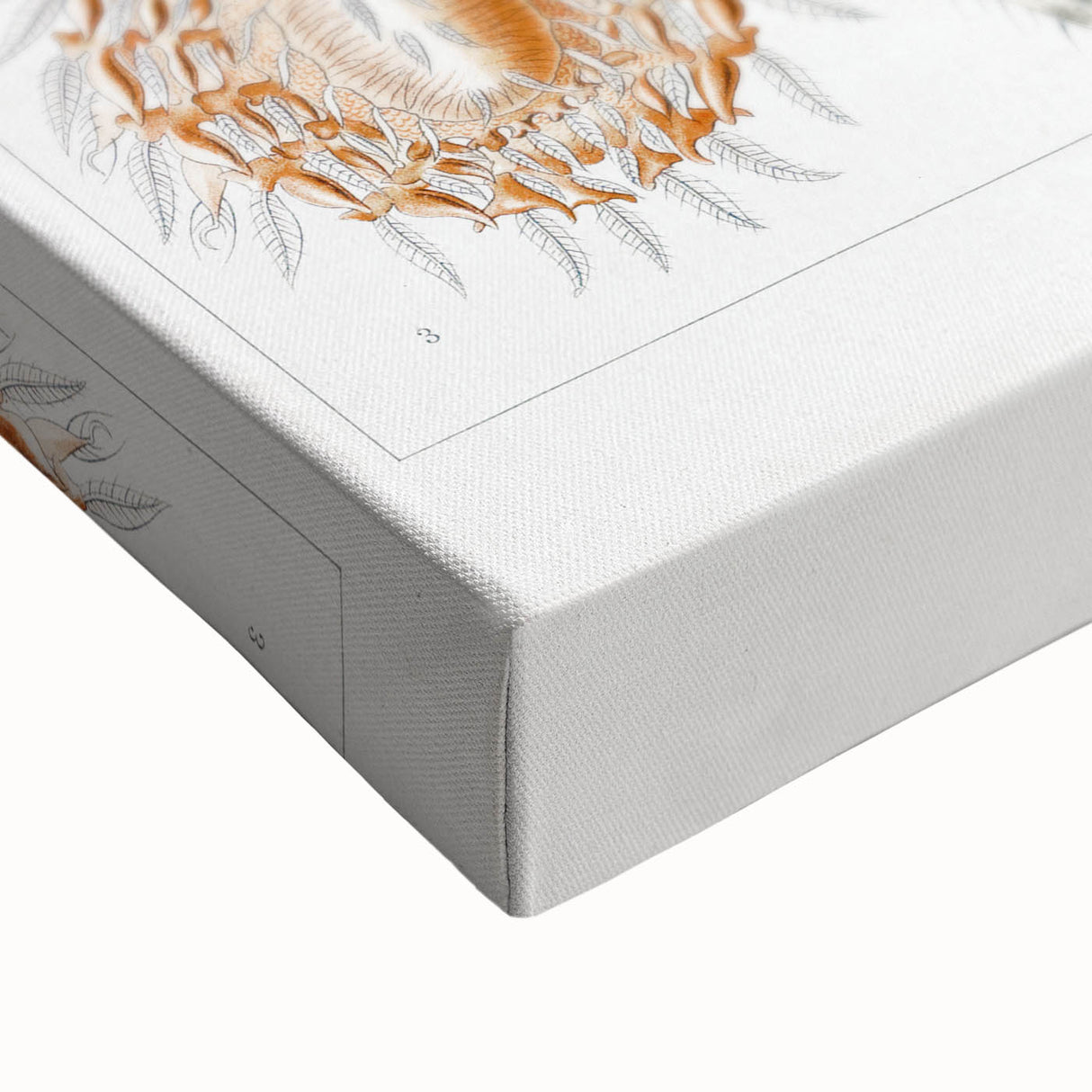 Modern Wall Art: Intricate Arachnid Illustration by Ernst Haeckel