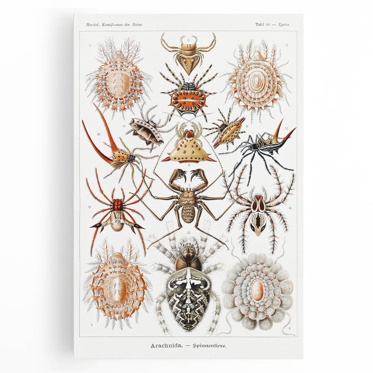 Modern Wall Art: Intricate Arachnid Illustration by Ernst Haeckel