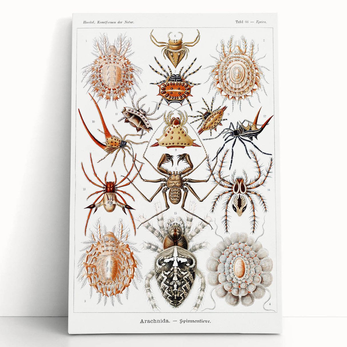 Modern Wall Art: Intricate Arachnid Illustration by Ernst Haeckel