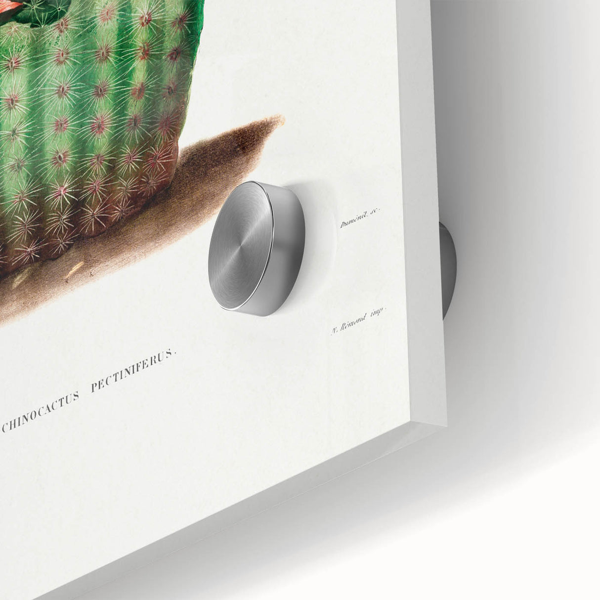 Modern Wall Art: Vibrant Rainbow Cactus Illustration with Pink Blooms