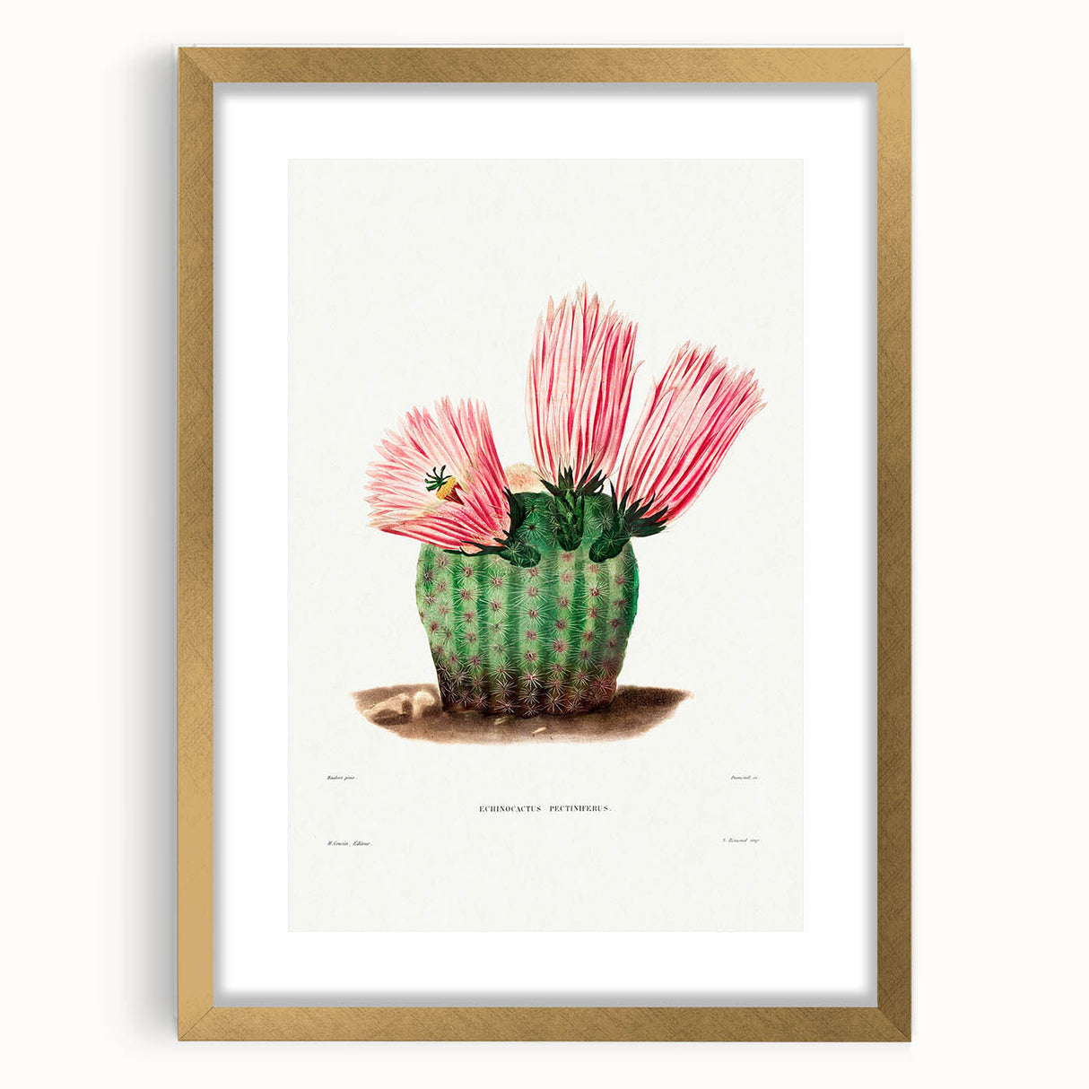 Modern Wall Art: Vibrant Rainbow Cactus Illustration with Pink Blooms