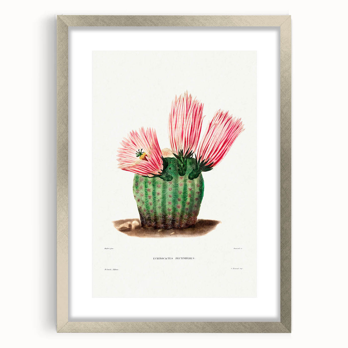 Modern Wall Art: Vibrant Rainbow Cactus Illustration with Pink Blooms