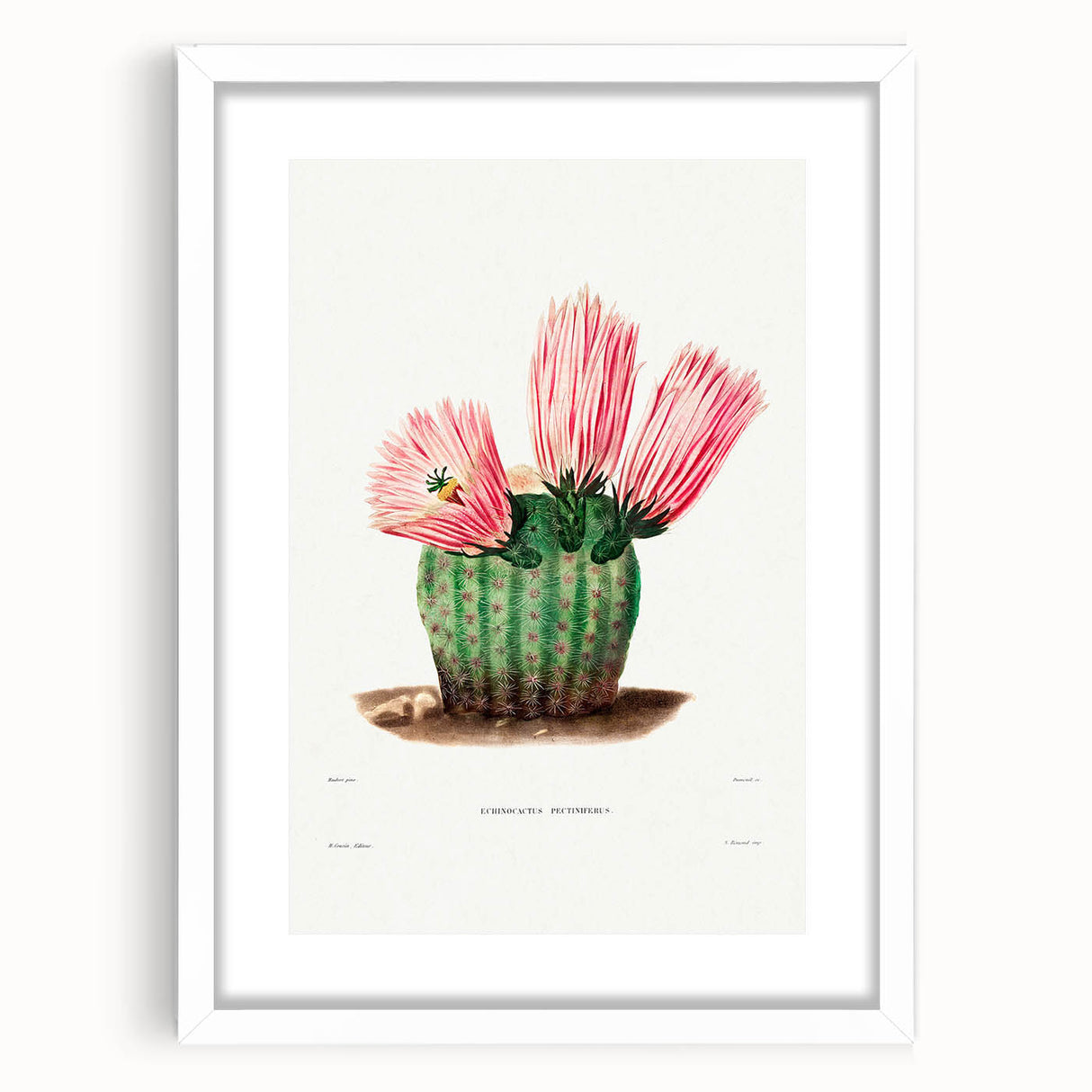 Modern Wall Art: Vibrant Rainbow Cactus Illustration with Pink Blooms