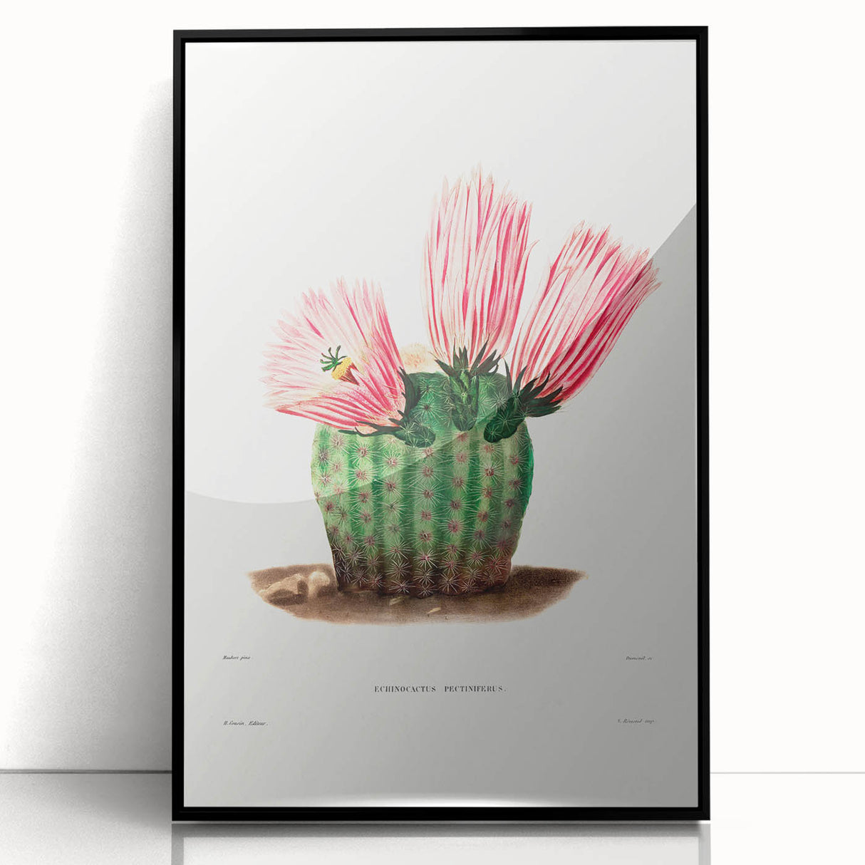 Modern Wall Art: Vibrant Rainbow Cactus Illustration with Pink Blooms