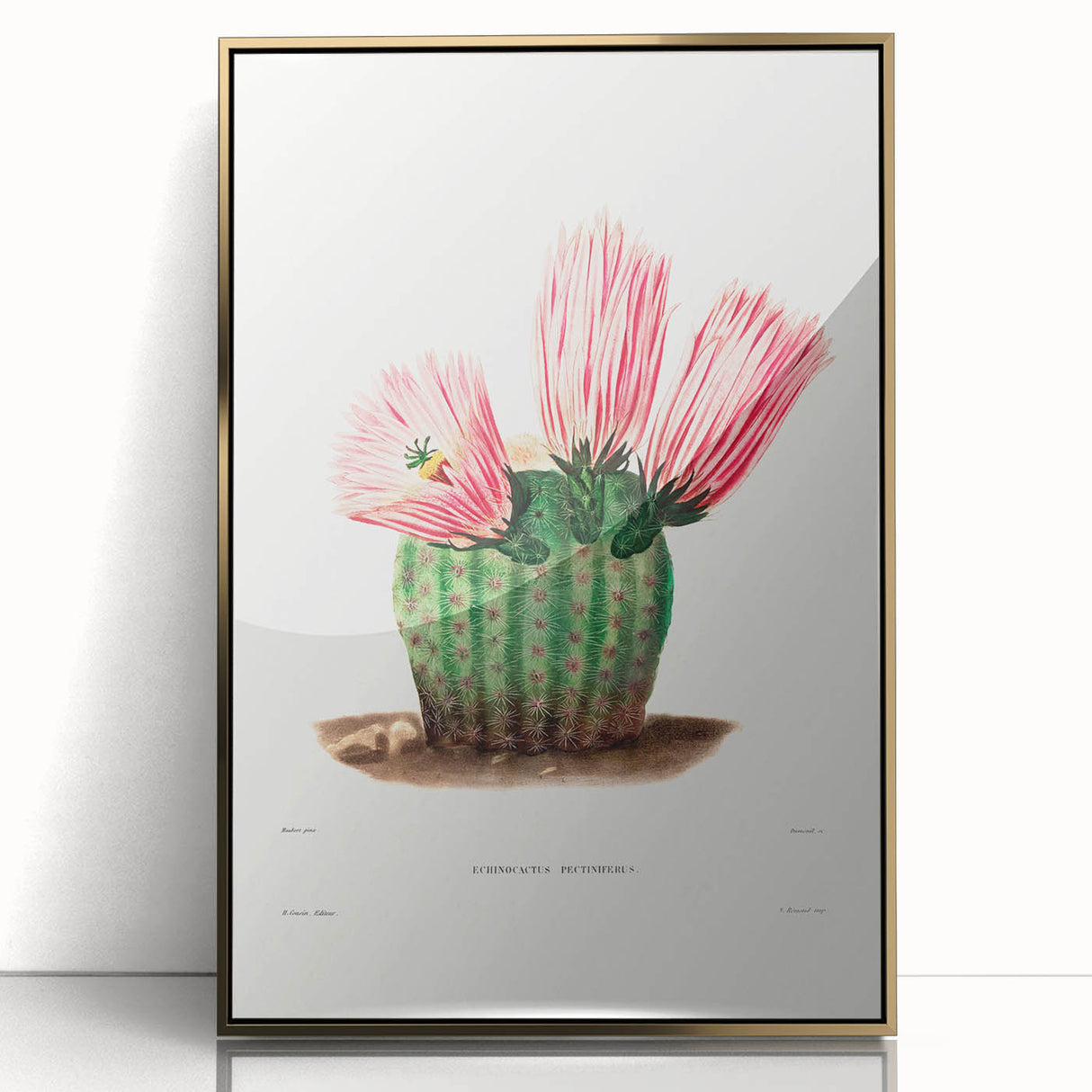 Modern Wall Art: Vibrant Rainbow Cactus Illustration with Pink Blooms