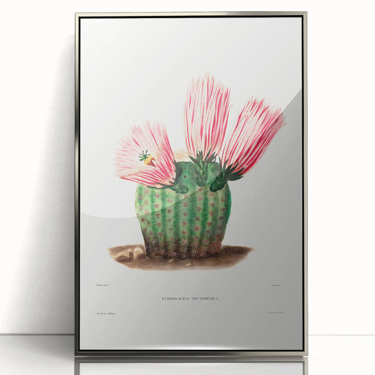 Modern Wall Art: Vibrant Rainbow Cactus Illustration with Pink Blooms