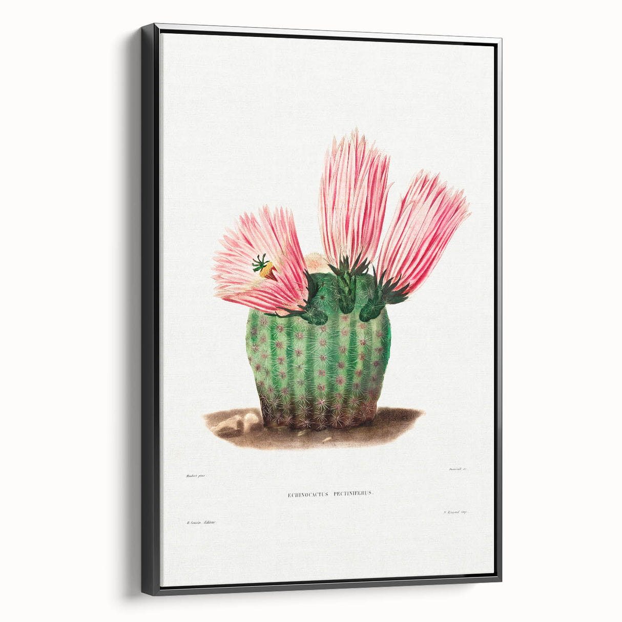 Modern Wall Art: Vibrant Rainbow Cactus Illustration with Pink Blooms