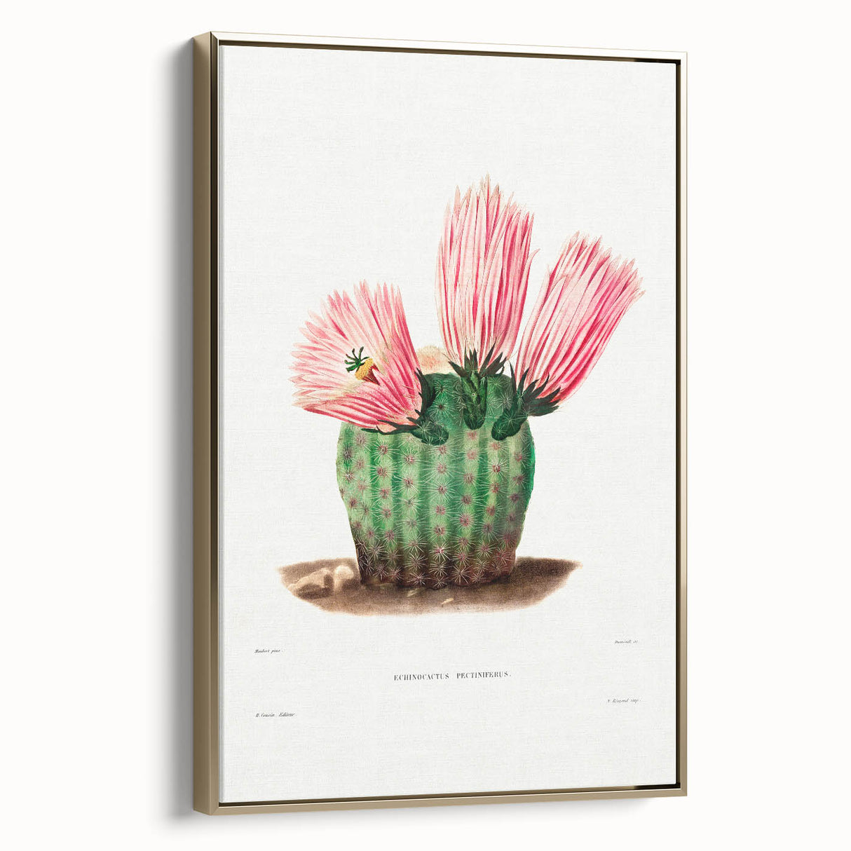 Modern Wall Art: Vibrant Rainbow Cactus Illustration with Pink Blooms