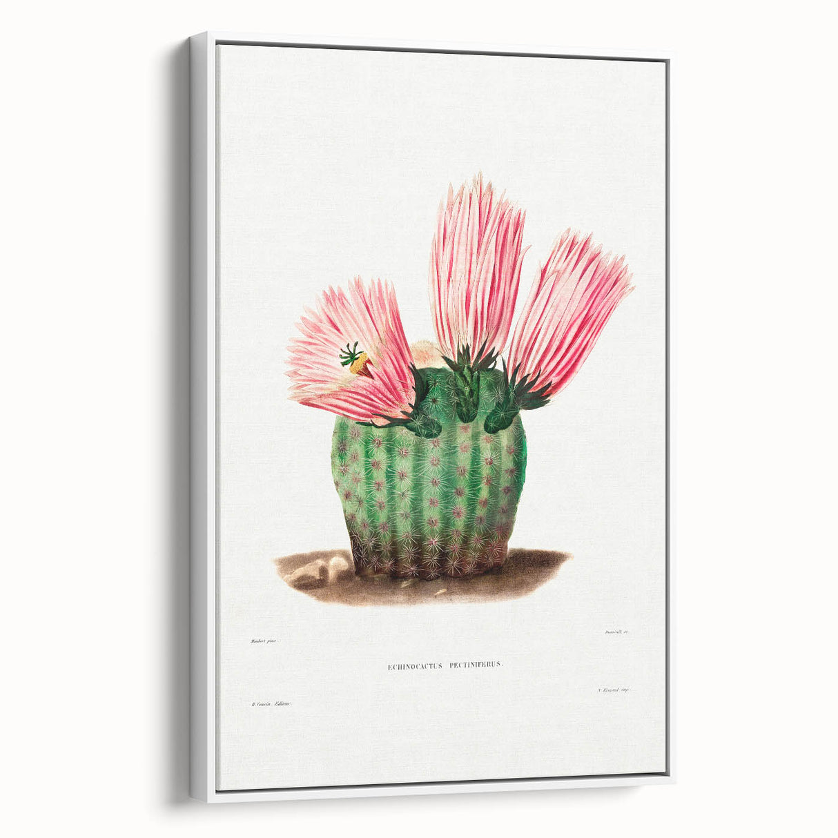 Modern Wall Art: Vibrant Rainbow Cactus Illustration with Pink Blooms