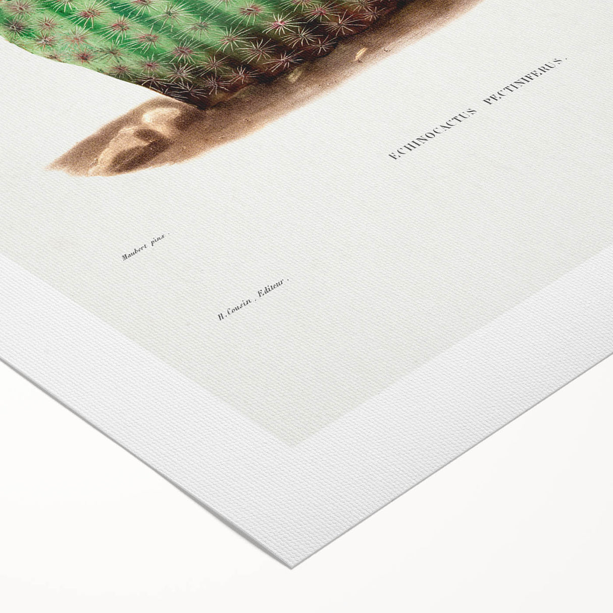 Modern Wall Art: Vibrant Rainbow Cactus Illustration with Pink Blooms