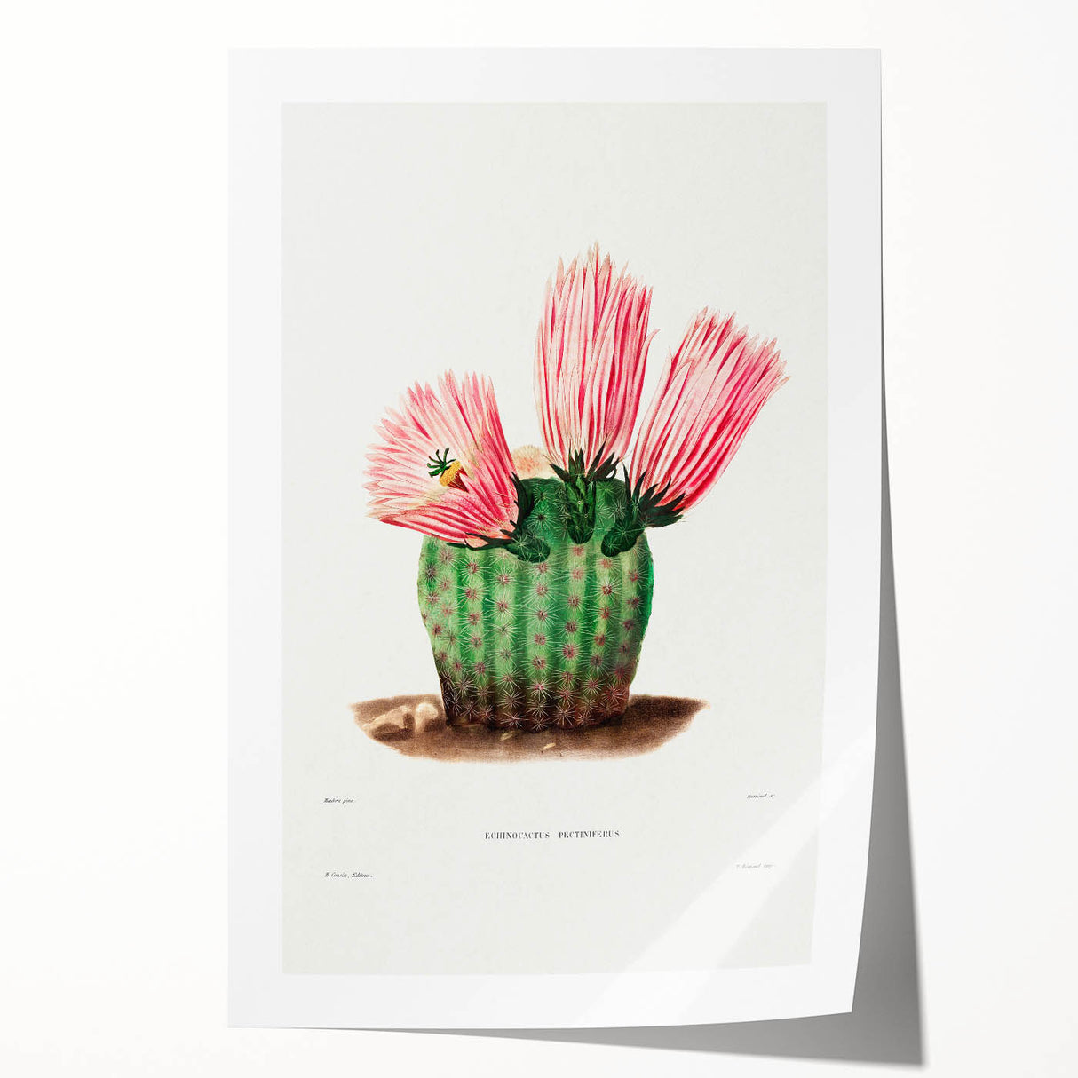 Modern Wall Art: Vibrant Rainbow Cactus Illustration with Pink Blooms