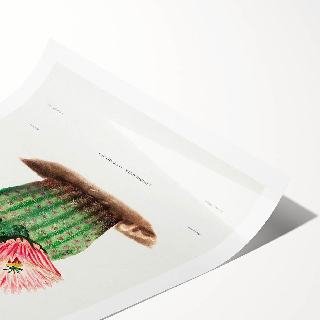 Modern Wall Art: Vibrant Rainbow Cactus Illustration with Pink Blooms