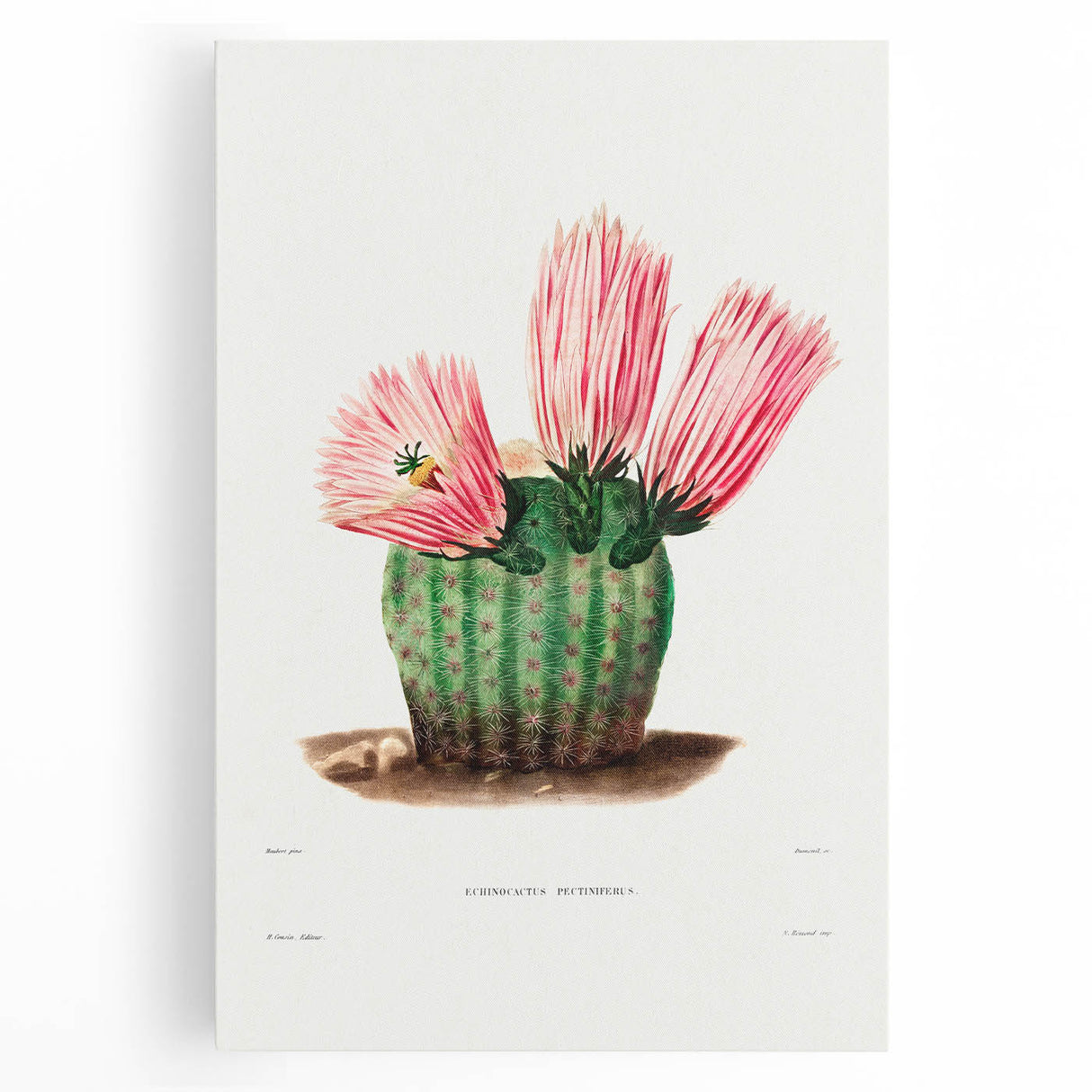 Modern Wall Art: Vibrant Rainbow Cactus Illustration with Pink Blooms
