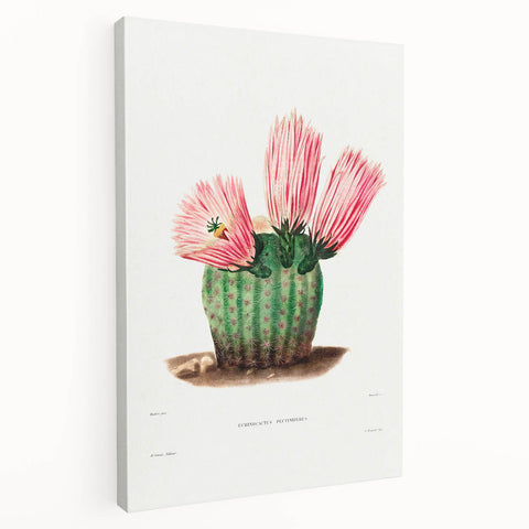 Modern Wall Art: Vibrant Rainbow Cactus Illustration with Pink Blooms