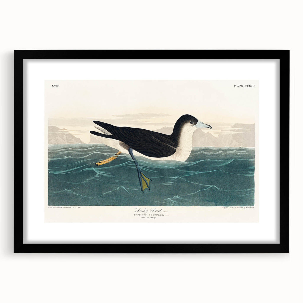 Romanticism Art - Dusky Petrel by John James Audubon Print