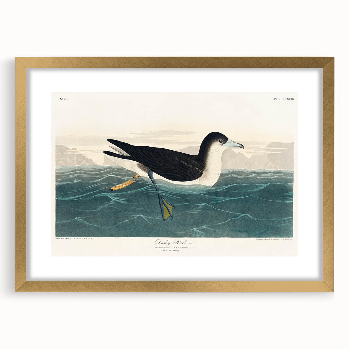 Romanticism Art - Dusky Petrel by John James Audubon Print