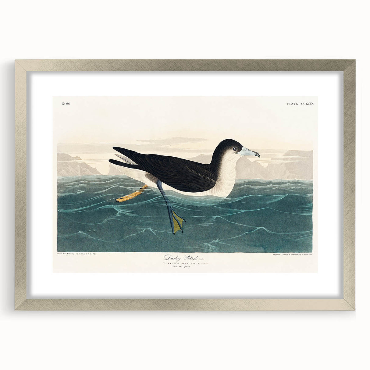 Romanticism Art - Dusky Petrel by John James Audubon Print