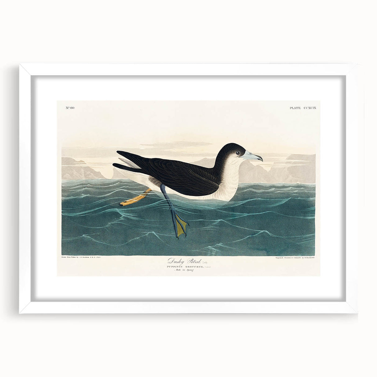 Romanticism Art - Dusky Petrel by John James Audubon Print