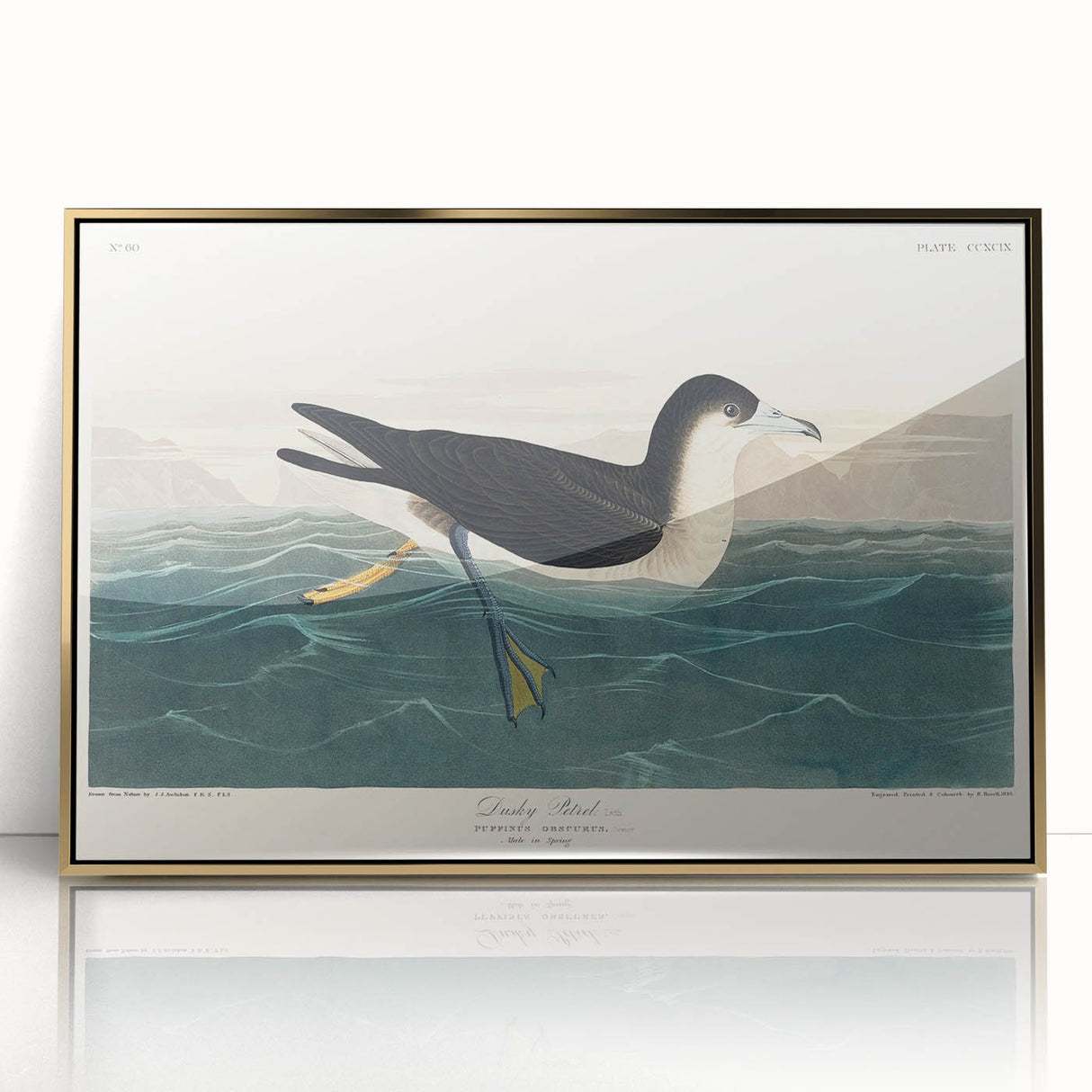 Romanticism Art - Dusky Petrel by John James Audubon Print