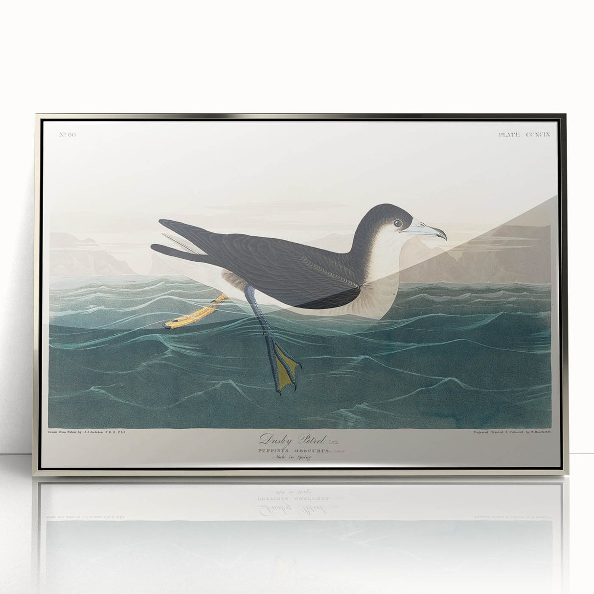 Romanticism Art - Dusky Petrel by John James Audubon Print