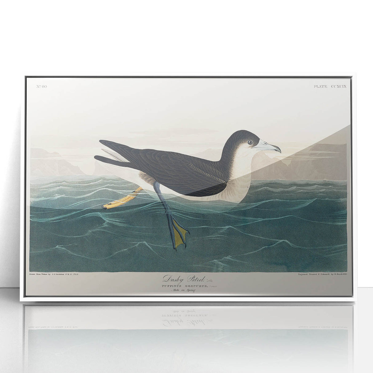 Romanticism Art - Dusky Petrel by John James Audubon Print