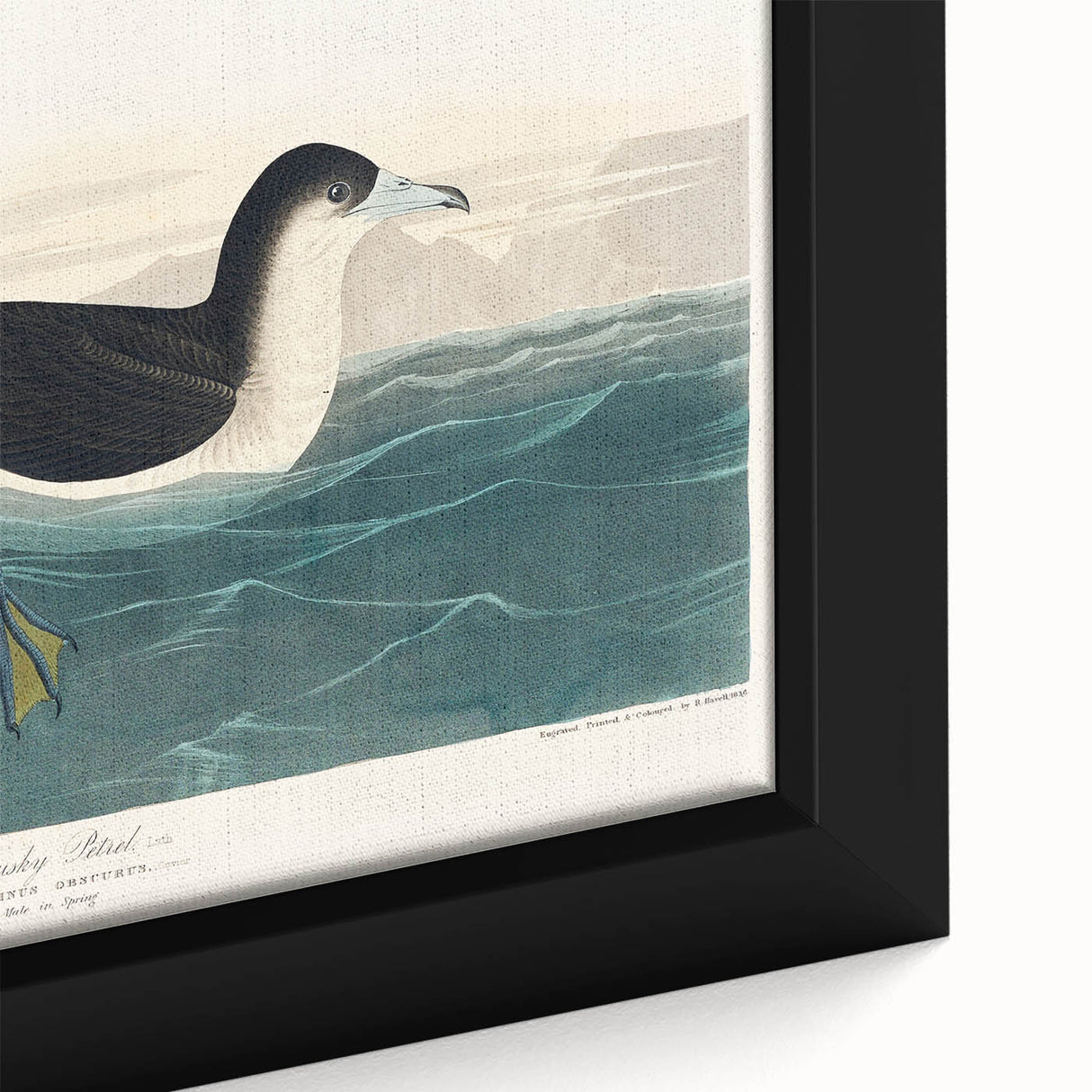 Romanticism Art - Dusky Petrel by John James Audubon Print