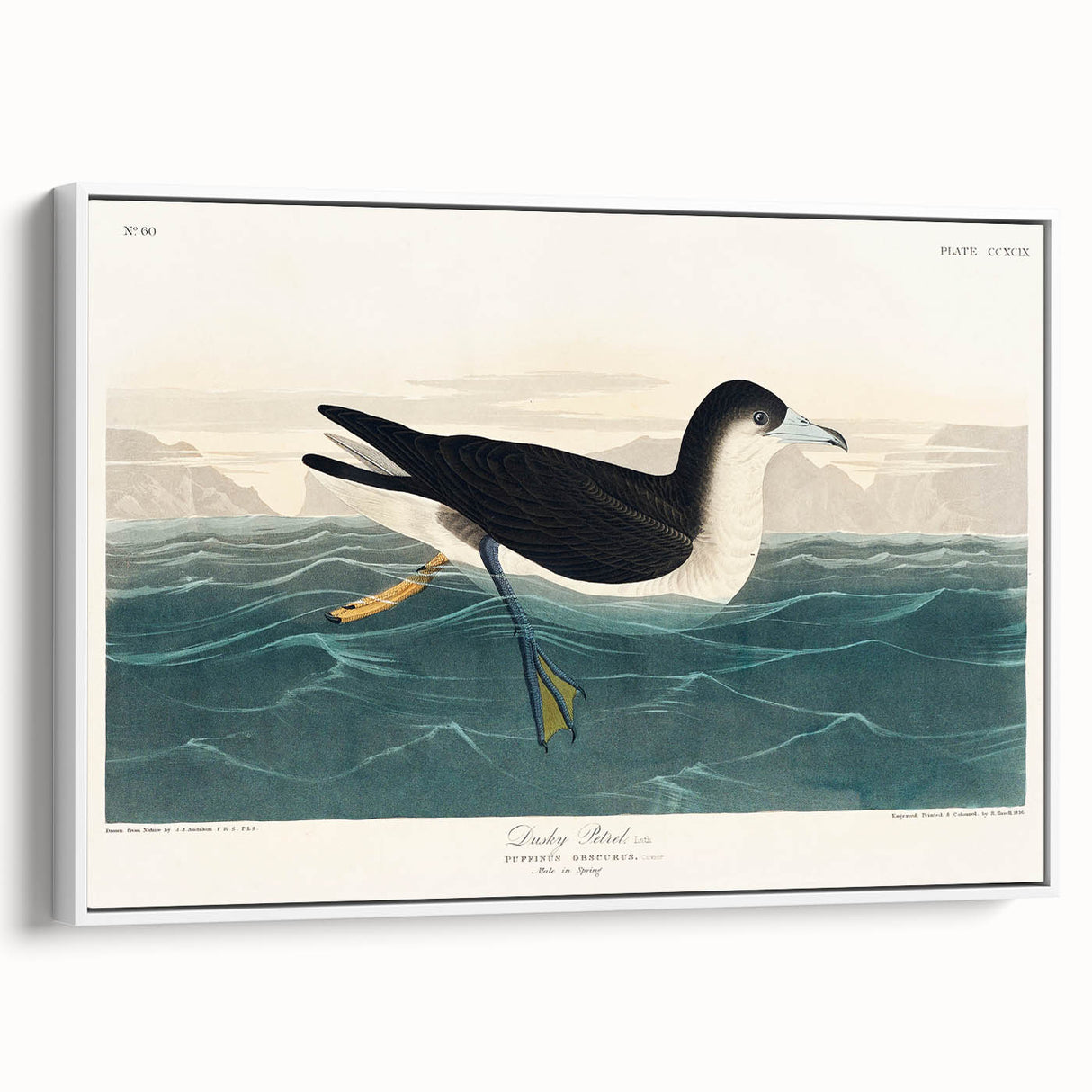 Romanticism Art - Dusky Petrel by John James Audubon Print