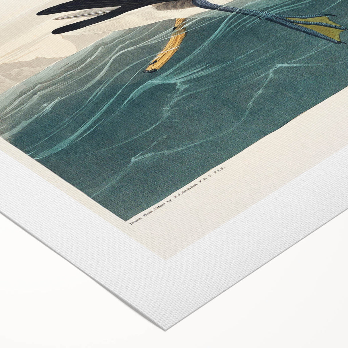 Romanticism Art - Dusky Petrel by John James Audubon Print