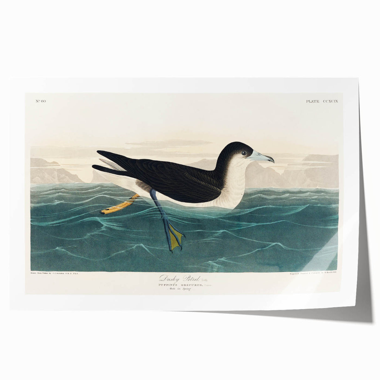 Romanticism Art - Dusky Petrel by John James Audubon Print