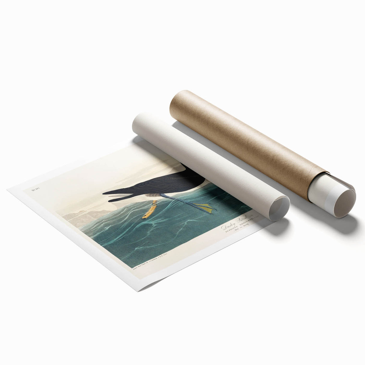 Romanticism Art - Dusky Petrel by John James Audubon Print