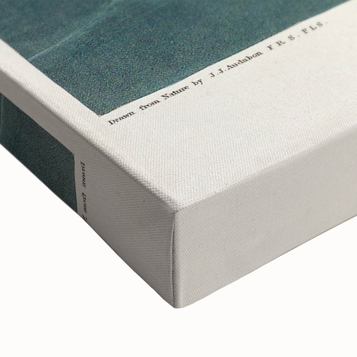 Romanticism Art - Dusky Petrel by John James Audubon Print